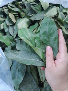 Feuilles de corossol vietnamiennes en gros Votre source directe pour 100% vraies feuilles de Graviola séchées - Product Image 3