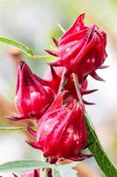 Vente en gros de fleurs d'hibiscus naturelles séchées, roselle hibiscus de qualité supérieure pour tisane et bienfaits de désintoxication