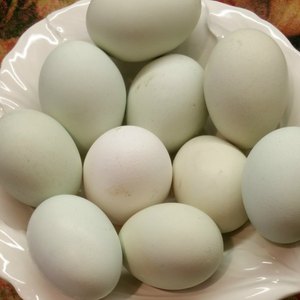 Huevos Frescos de Gallina de Granja, Marrones y Blancos, Orgánicos, de Alta Calidad, Ricos en Proteínas, Huevos para Incubar, Larga Vida Útil, 60g - Product Image 1