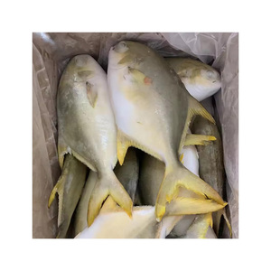 High grade Frozen Butterfish offered for distributors and seafood importers - Product Image 5