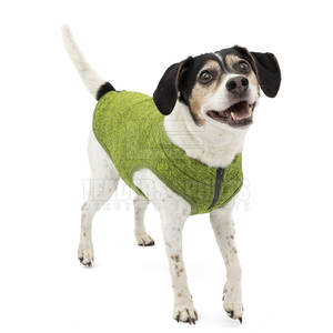Chaqueta personalizada para perro, ropa de invierno de talla grande, de la mejor calidad - Product Image 1