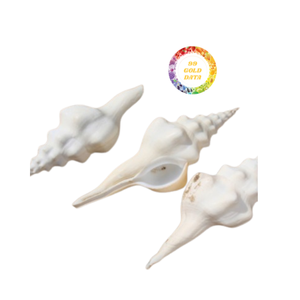 Conchas pulidas naturales para rellenos de jarrones Decoración costera sostenible de Vietnam - Product Image 4