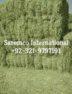 Chất lượng cao Rhodes cỏ Thức ăn cho tăng cường hiệu suất trong gia súc ngựa lợn - Product Image 6