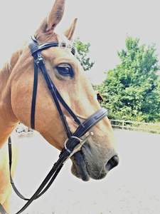 Hunter Fancy Show Western Bridle pour cheval Cob complet Noir Marron Cutaway Headpiece avec couture PVC Cuir Matériel Étanche - Product Image 2