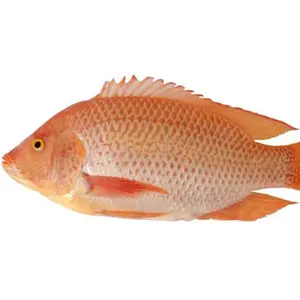 Seafood Tilapia Niloticus Frozen Fish Cleaned Gutted Scaled IQF Whole Black Tilapia