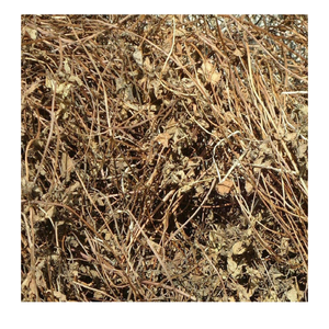 99 Gold Data Leading Exporter Offers <b>Dried</b> <b>Grass</b> Jelly Leaves From Vietnam for Jelly and Tea Use Agriculture Product - Product Image 3