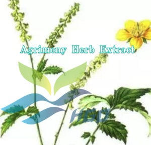 Suministro Directo de Fábrica HGO de Extracto de Hierba de Agrimonia Pura y Natural, Especificación de Grado Alimenticio, Extracto en Proporción 5:1 10:1 20:1 - Product Image 2
