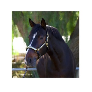 Sillín de estilo inglés de alta calidad, cabestro metálico dorado Floral, charol, nailon, accesorio elegante inteligente de estilo occidental - Product Image 3