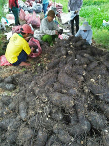 YAM BLANC PREMIUM IQF-TEXTURE LISSE, TAILLE UNIFORME, DOUCEUR DOUX, RICHE EN AMIDON - Product Image 3