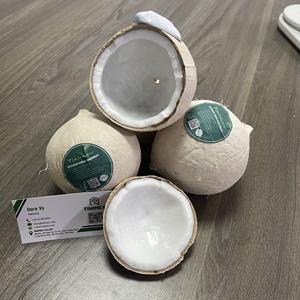Coco Entero Pulido - Cáscara Limpia, Grado de Exportación de Vietnam - Product Image 1