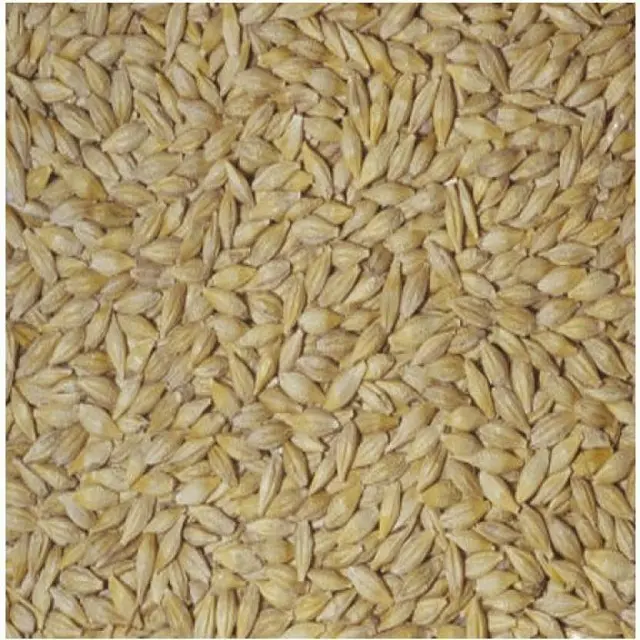 Granos de cebada Semillas de cebada Premium/Cebada de alimentación animal/Granos de cebada a granel Grano de malta de cebada malteada para la venta Grado superior para la venta