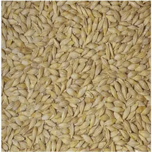 Grãos de cevada Premium Sementes de cevada/forra animal cevada/grãos de cevada a granel Grão de malte de cevada para venda de qualidade superior para venda