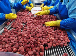 Mitades enteras de fresa congelada IQF de calidad superior Exportación de Vietnam Sabor dulce fresco/Sra. Kana - Product Image 4