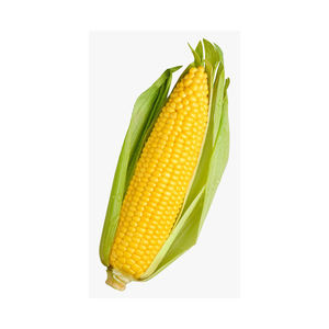 Maïs sec/Maïs jaune sec/Maïs jaune doux à vendre - Product Image 5