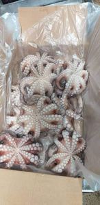Venta al por Mayor de Pulpo Redondo Congelado IQF, Almacenamiento de 12 Meses de Vida Útil, Fabricante E$T, Dirección de Venta en Argentina, Precio Competitivo - Product Image 4