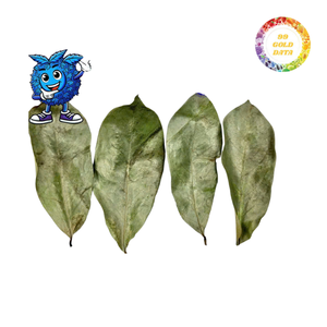 Fabricante de Hojas Secas de Guanábana, Exportación al Por Mayor, Mejor Precio para Venta al Por Mayor - Product Image 1