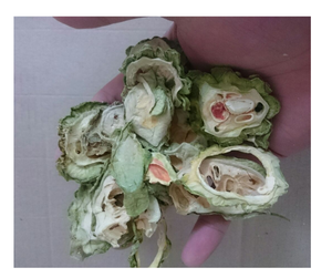 Melón amargo seco de calidad superior de Vietnam-Rebanadas de calabaza deshidratada al por mayor para exportación, suministro a granel de melón amargo seco - Product Image 1