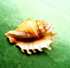 SPIKE CONCH SHELL <b>LAMP</b> INTERIOR DECOR VINTAGE SHELL LARGE CONCH WEDDING GIFT WHOLESALE NATURAL SHELL - Product Image 3