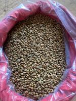 Granos de café verde al por mayor: exportador líder de Vietnam de Arábica orgánica premium y robusta con prácticas sostenibles