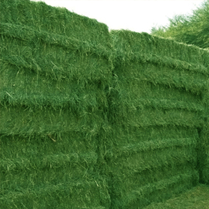 New 2024 Buy Top Quality Alfafa Hay for Animal <b>Feeding</b> Stuff Alfalfa Timothy Alfalfa Hay for Sale - Product Image 4