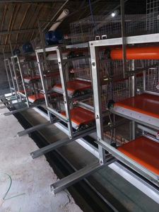 Cages à poulets en acier de type H entièrement automatiques de Type Lifeh à longue utilisation Cage à couche d'équipement de volaille neuve à vendre - Product Image 5