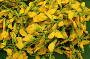 FROZEN RATTLEBOX FLOWERS DE HAUTE QUALITÉ-TEXTURE CRISPE ET SAVEUR AUTHENTIQUE - Product Image 2