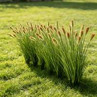 Plante artificielle de gazon de renard réaliste, plume ornementale de pampa pour la décoration de jardin, cour, patio et aménagement extérieur