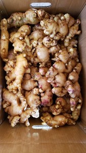 Emballage de 10kg 20kg en carton gingembre frais du Vietnam prêt pour l'exportation par JANE LEE - Product Image 2