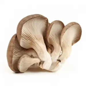 干蘑菇和松露