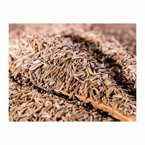 Caraway seeds Carum carvi caraway herbs high quality no stem no small seeds good for tea and no empty seeds fresh crops