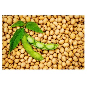 Graines de soja jaunes biologiques de haute qualité, non-OGM, fraîches, 25 kg, TRN Trader LLC, vente en gros par fournisseur en vrac - Product Image 2