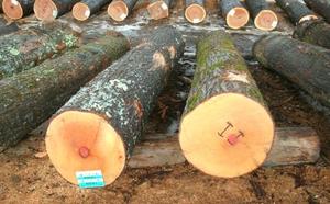 ไม้เมเปิ้ลเนื้อแข็งเกรดส่งออกตัวเลือกการตัดแบบแห้งและสด - Product Image 2