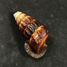 ÉTIQUETTE PROPRE DU PRODUIT DE COQUILLE DE MER AMIABLE DU SYSTÈME IMMUNITAIRE SOURCE NATURELLE DE MINÉRAUX ESSENTIELS - Product Image 3