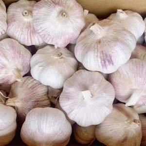 Ajo fresco blanco puro 5,5 cm Ajo alho en cajas de cartón de 10kg Suministro al por mayor/Ajo blanco fresco orgánico de calidad superior 6,0 cm - Product Image 5