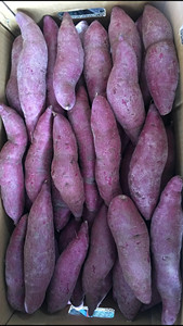 Chất lượng cao màu tím tươi khoai lang sẵn sàng cho xuất khẩu từ Việt Nam - Product Image 4