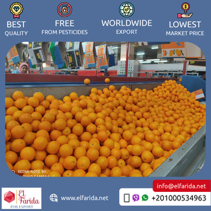 Chất Lượng Tốt Top Bán Tinh Khiết Và Tự Nhiên Khỏe Mạnh & Bổ Dưỡng Tươi Citrus Trái Cây Valencia Cam Từ Ai Cập Xuất Khẩu - Product Image 4