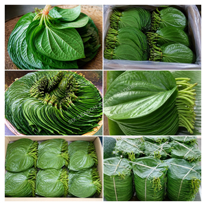 Hojas de Betel Frescas Premium, Hojas de Paan Verdes Naturales de Bangladesh, Exportación a Granel, Hojas de Betel de Calidad, Venta al por Mayor, MOQ Bajo, Proveedor Global - Product Image 3
