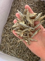 Haute qualité meilleure vente de poisson d'anchois séché au soleil-Usine directe du Vietnam-Exportation en vrac anchois séchés-ANNA DO
