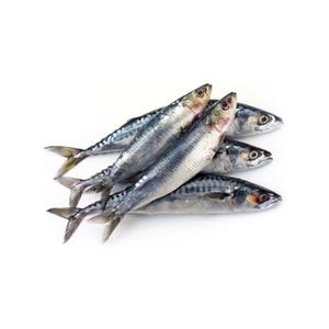 Poisson sardine surgelé de qualité supérieure - Product Image 1