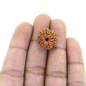 Perles de Rudraksha népalaises 9 Mukhi - 100% originales et certifiées (9 Mukhi Rudraksha) - Product Image 4