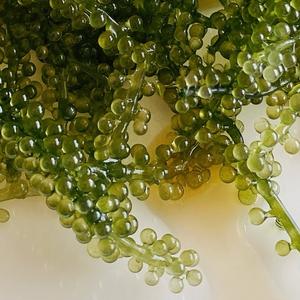 RAISINS DE MER PROPRE ET FRAIS, ALGUES DE BONNE QUALITÉ À DES PRIX CONCURRENTS DU MARCHÉ DU VIETNAM/DELTA DU VIET - Product Image 1