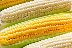 Premium Export Grade Yellow Dent Corn – High <b>Starch</b> Feed & Industrial Corn for Global Buyers for Animal Feed and Food Processing - Product Image 3