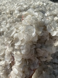 Material de escamas de pescado natural, escamas de tilapia secas en caliente listas para extracción de gelatina, escamas de pescado secas, escamas de pescado naturales - Product Image 5