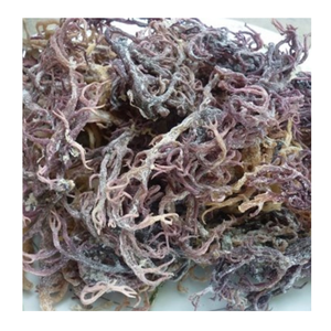 Vente en gros de mousse de mer séchée de haute qualité du Vietnam/mousse de mer d'Irlande à bas prix pour l'exportation - Product Image 3