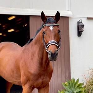 Bride de cheval en cuir véritable de haute qualité - Product Image 6
