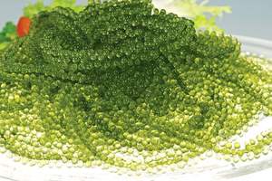 Vietnam uvas marinas importación/exportación buen precio con la mejor calidad-Ms Holiday - Product Image 3