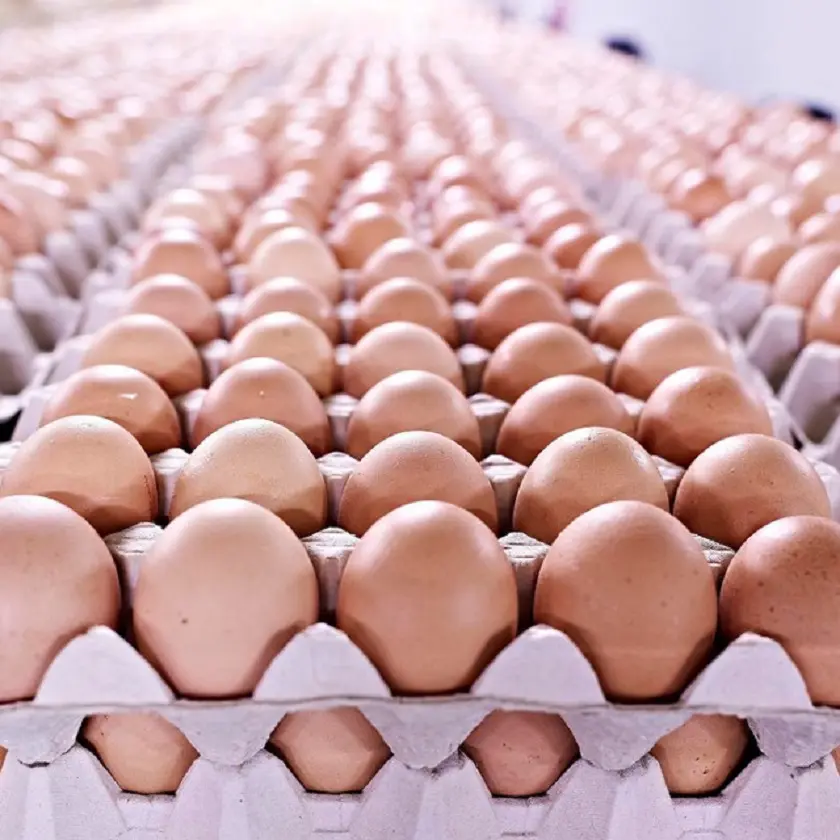 Buy Healthy Fertile Hatching ross 308 broiler hatching eggs
