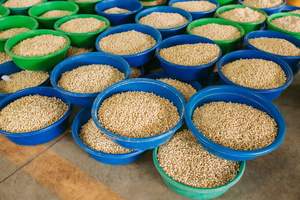 Tuerca de loto seca de alta calidad de exportación superior del proveedor auténtico a precio competitivo - Product Image 5