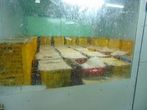 Comment exporter des mangues surgelées du Vietnam sans dommages ni dégradations ? - Product Image 4