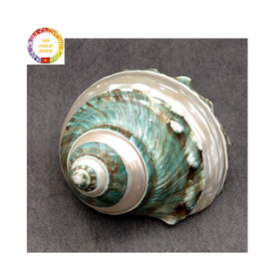 Top Grade Green Turbo Shell Pulido a mano Ocean Shell para decoración costera Suministro de Acuario y compradores a granel - Product Image 3